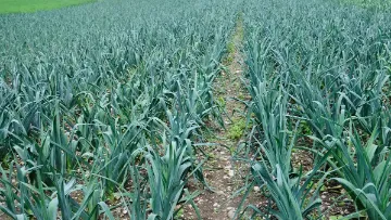 Poireau
